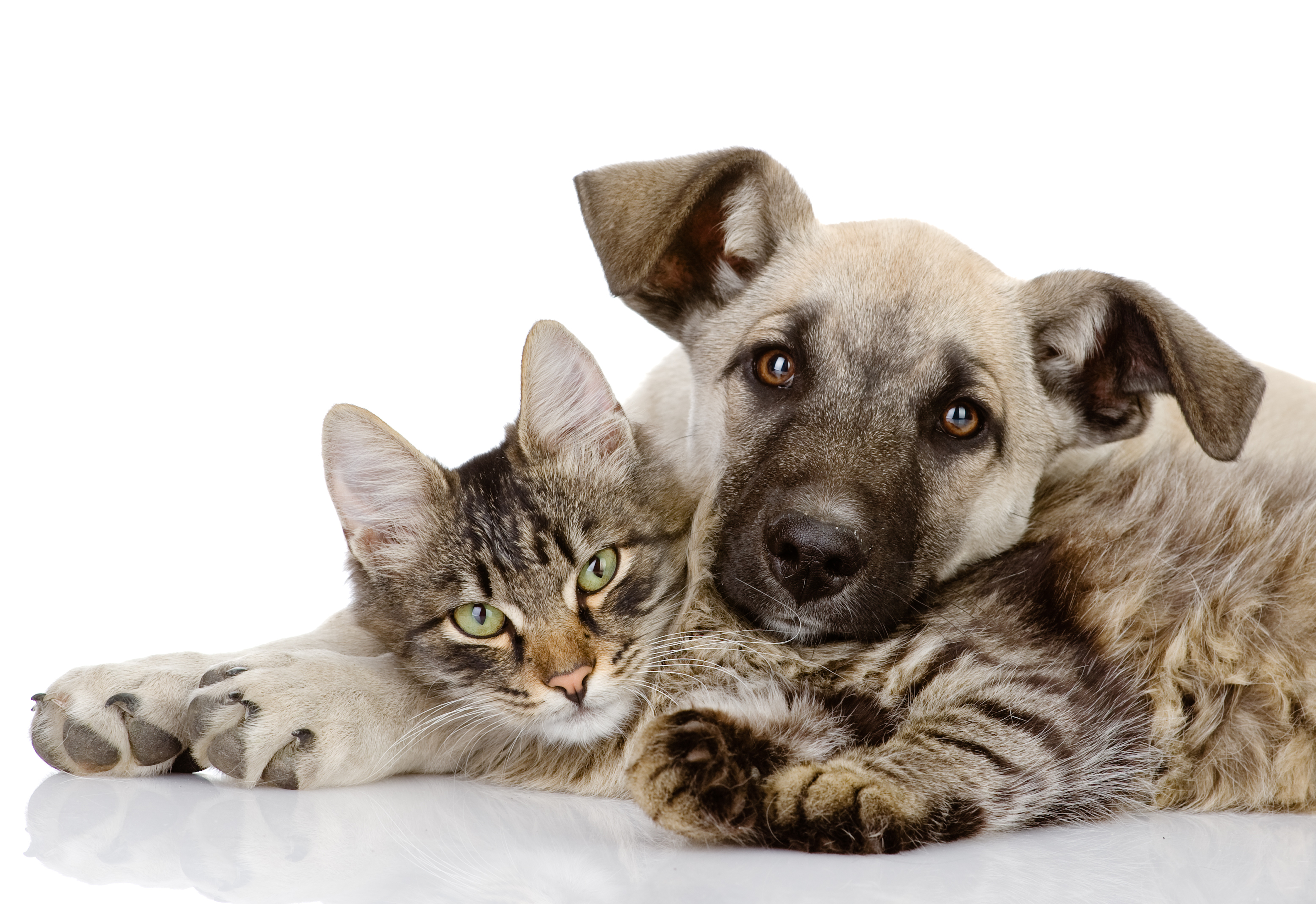 shutterstock 114350371 Ermolaev Alexander Hund Katze